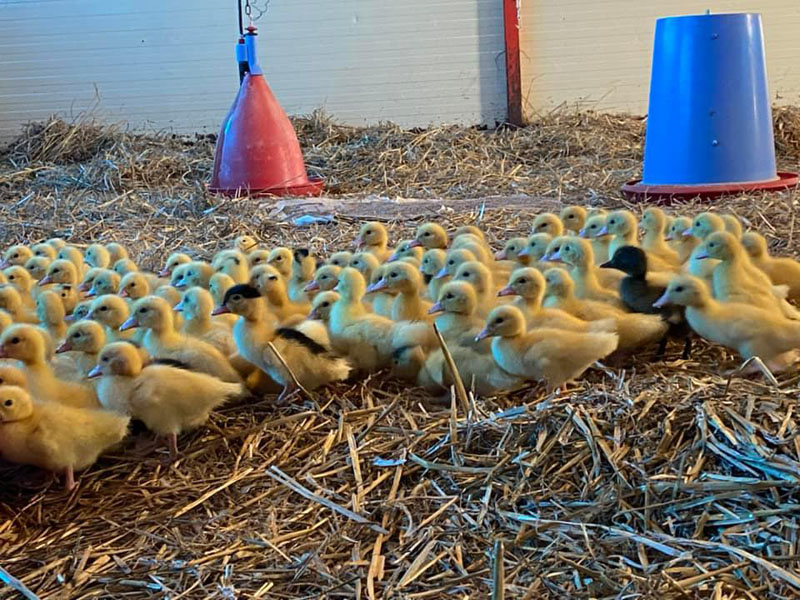 les installations de la ferme avicole
